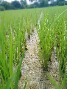 24c000a2a05797ae5542444dc45422b7